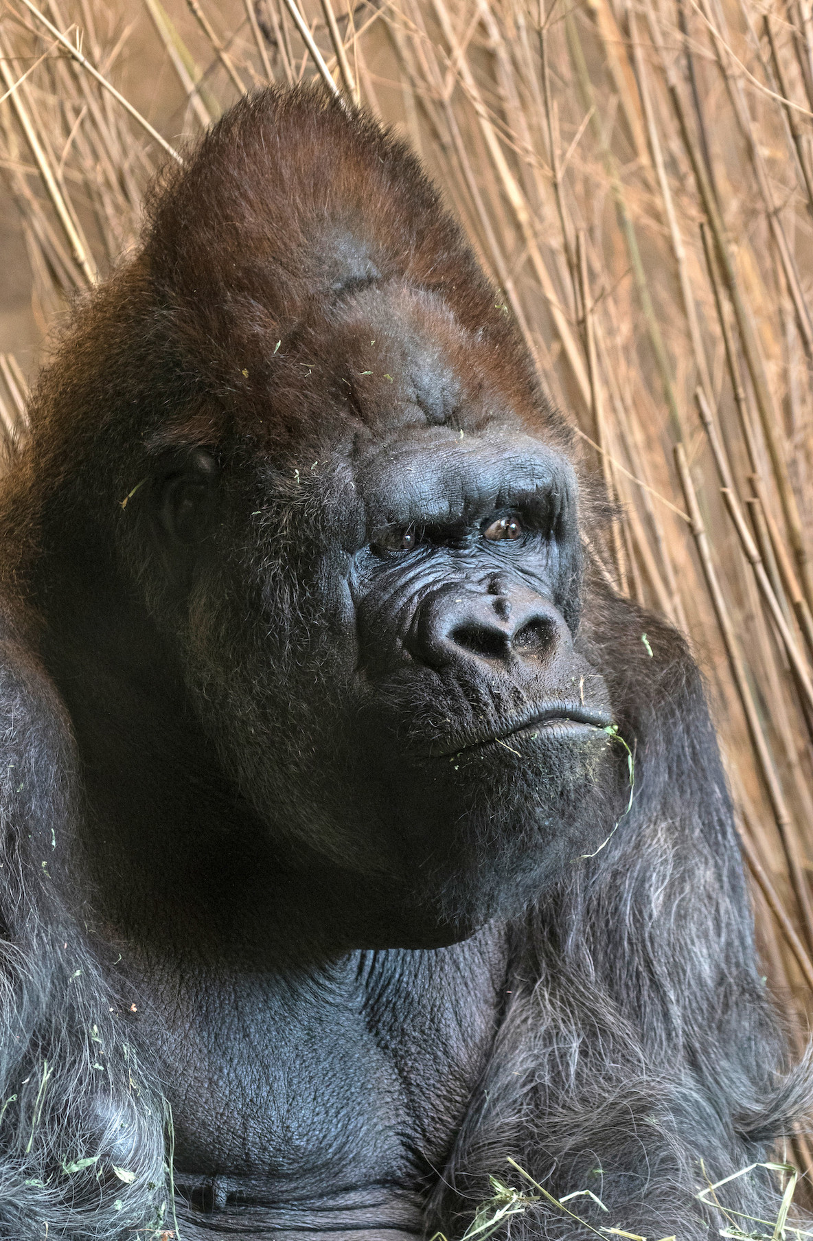 male silverback gorilla